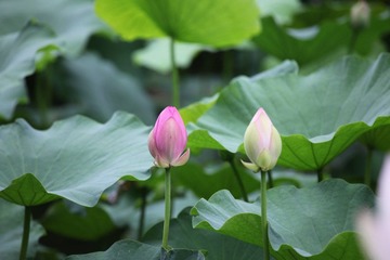 IMG_4049.JPG