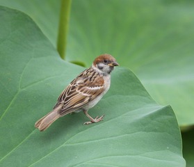 IMG_4060a.jpg