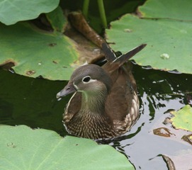 IMG_4070a.jpg