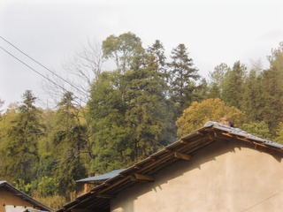 1000056443