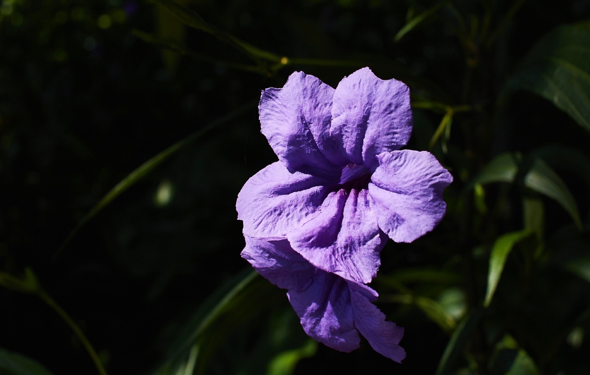 光叶蝴蝶草 - 娃哈哈哈尼 - 图虫