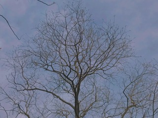 7339CF75-6A66-438C-853A-951F6C40CAAD/L0/001