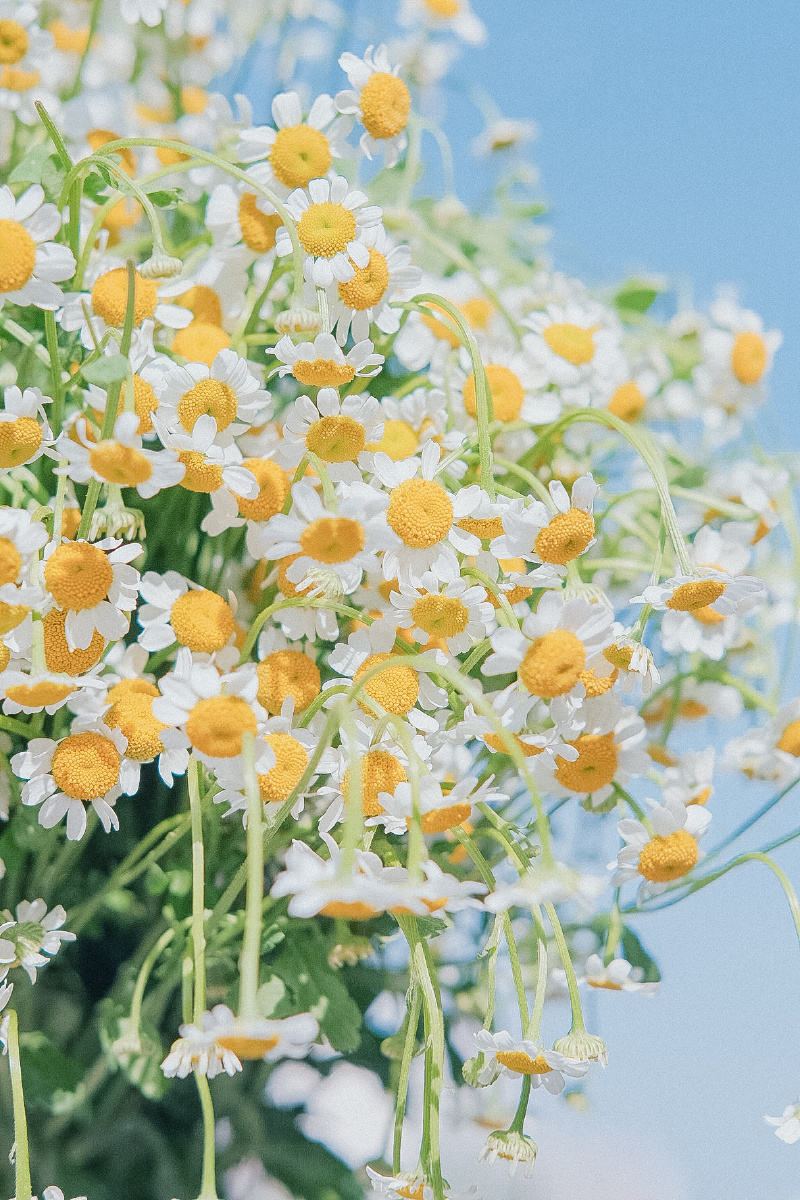 洋甘菊 - 赫莱艺 - 图虫