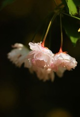 IMG_0176.jpg