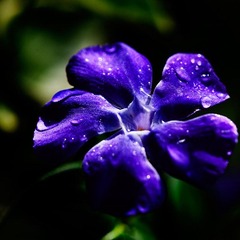IMG_7919.jpg