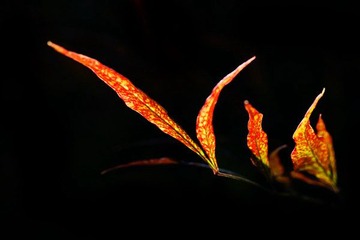 IMG_7938.jpg