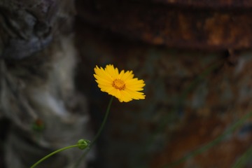 1000017736