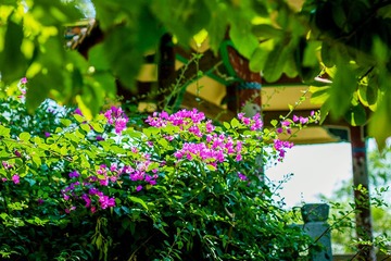 “_MG_9015”为智能对象-1
