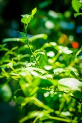 “_MG_9028”为智能对象-1