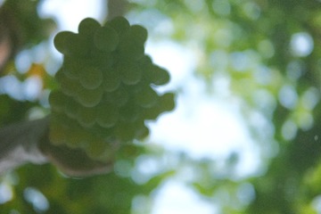 E5E3E6DE-19F4-4368-92C3-4AE4BECDE0E4/L0/001