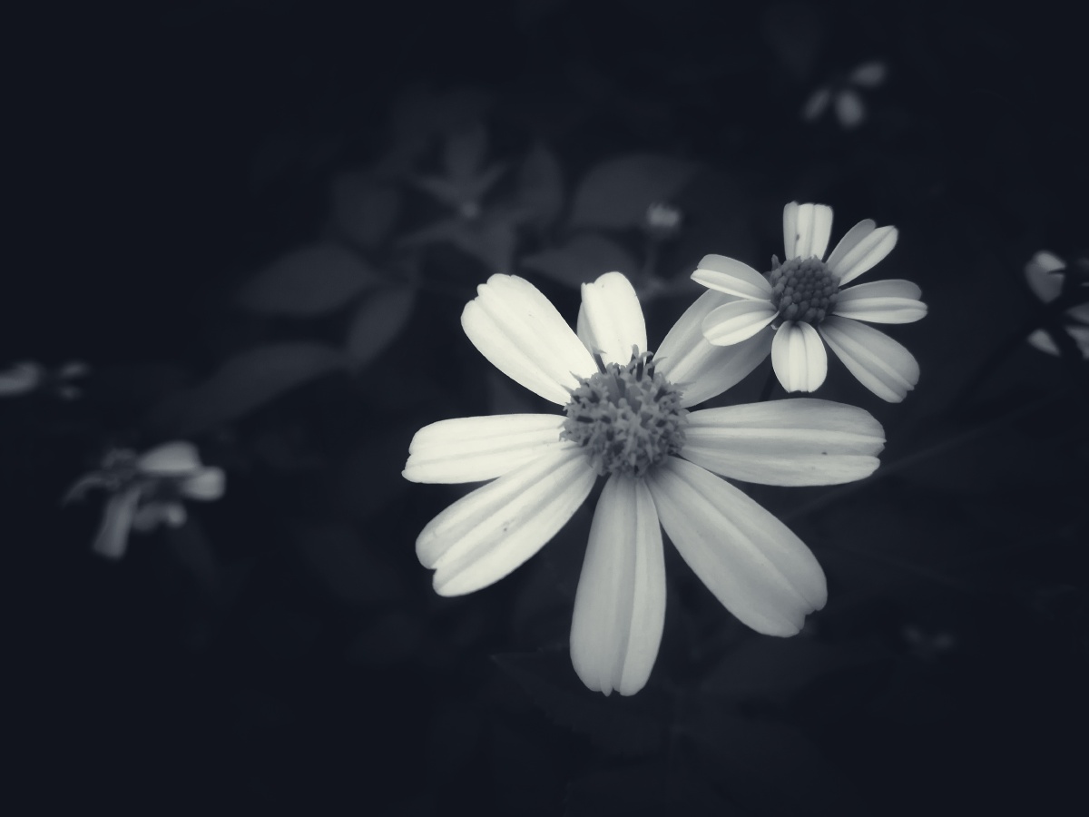 野菊花