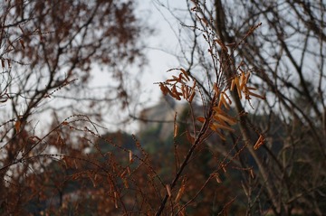 IMGP0940.JPG