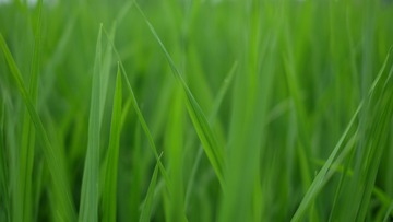 581