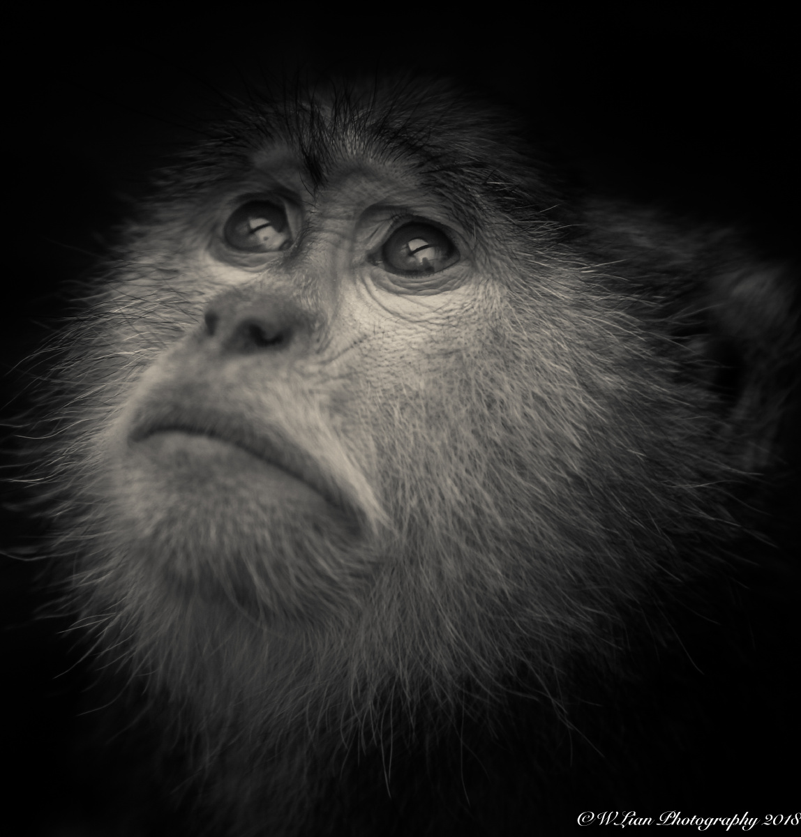 一只忧郁的猴子,凝视上方的笼网,反映动物园动物的生存现状