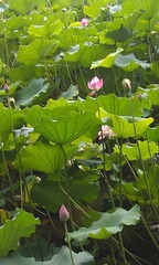IMAG0443.jpg