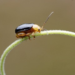 85535