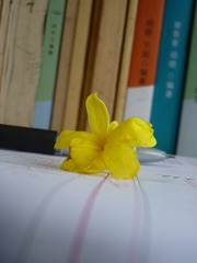 6F71D2FA-7127-46A5-B0E4-92AF73874571/L0/001