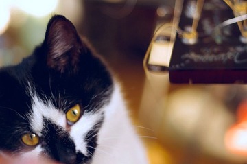 黑猫闪电