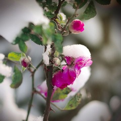 雪中花