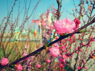 DSCN1912_副本.jpg