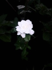 782AF715-405E-4481-9189-09A6DB58B2FC/L0/001