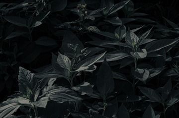 3221077