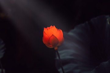 74D97E66-93D0-4EDB-B1AB-C9C5879D9E2E/L0/001