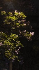 E51C45AB-C4A8-4E39-B502-FE966B5CF323/L0/001