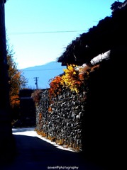 IMGP9358_副本.jpg