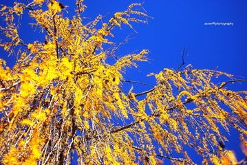 IMGP9222_副本.jpg