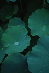 B232B3A6-E555-4C10-B587-7629AA50929E/L0/001