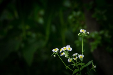 Botanical_Garden_06_17.jpg