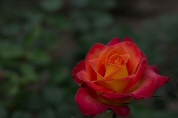 Botanical_Garden_06_29.jpg
