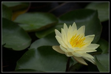 Botanical_Garden_06_110_副本.jpg
