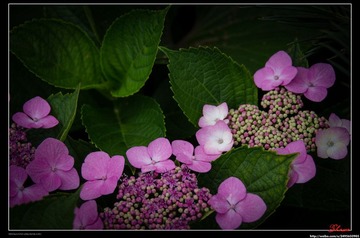 Botanical_Garden_06_59.jpg