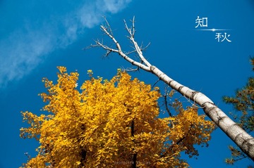 知秋.jpg