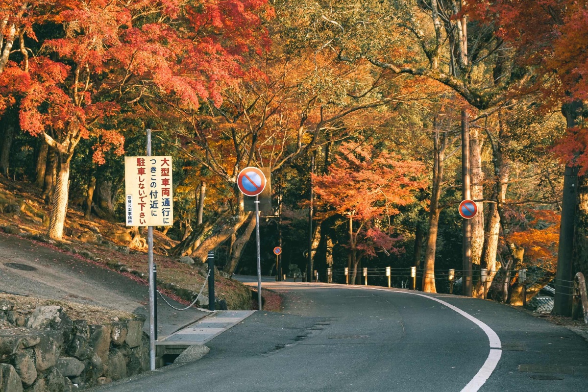 树阴下日本红叶枫叶山路秋天   打开微信,使用"扫一扫"即可将网页分享