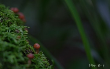 EF8CDF78-FFFC-4BB9-BB30-D794E752BDBF/L0/001