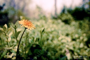 DSC08380.jpg