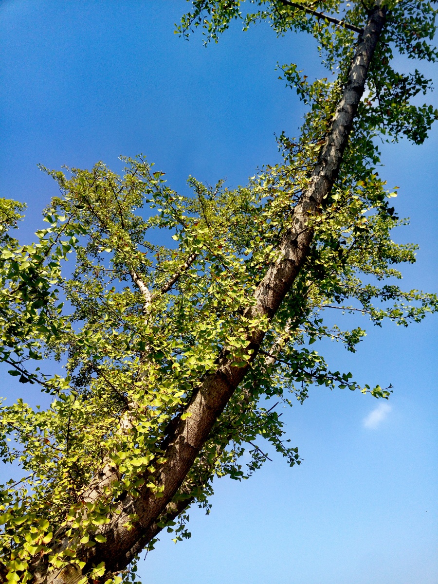 秋高气爽,风和日丽.