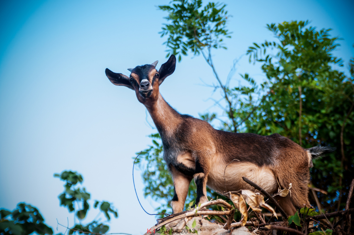 《小山羊羔》 br /> 天真无邪.摄于广西贺州大钟山.
