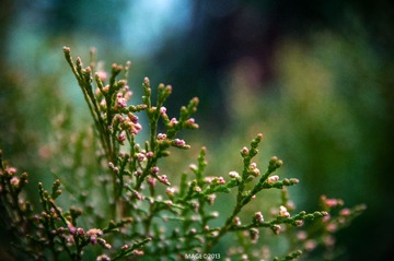 DSC_8334.jpg