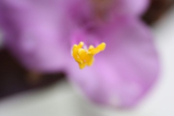 IMG_9309.JPG