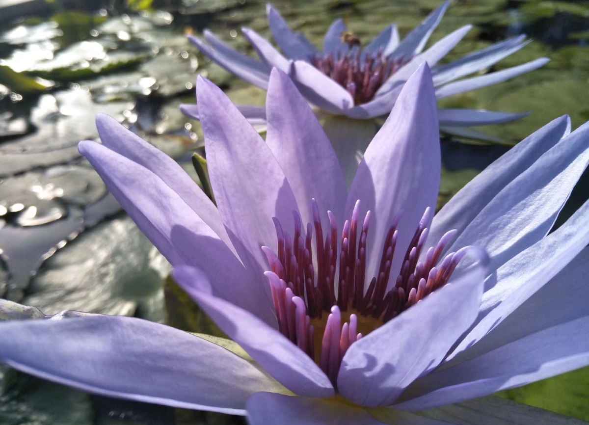 紫色睡莲