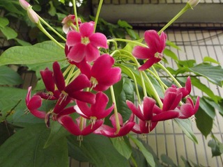 DSCF1737.JPG