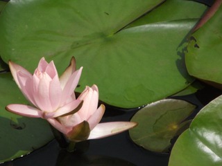 DSCF2133.JPG