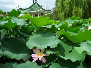 DSCF21131.jpg