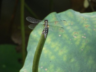DSCF1757.JPG