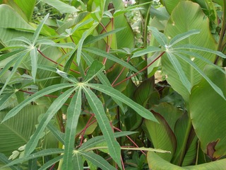 DSCF2278.JPG