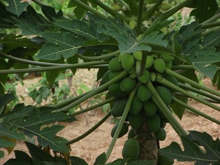 DSCF2271.JPG